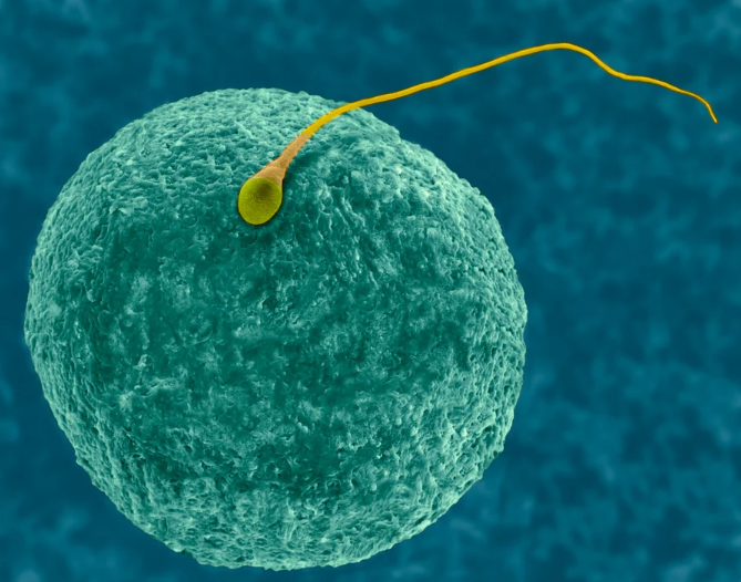 Photo composite of human egg (oocyte) and sperm (spermatozoon), colored scanning electron micrograph 