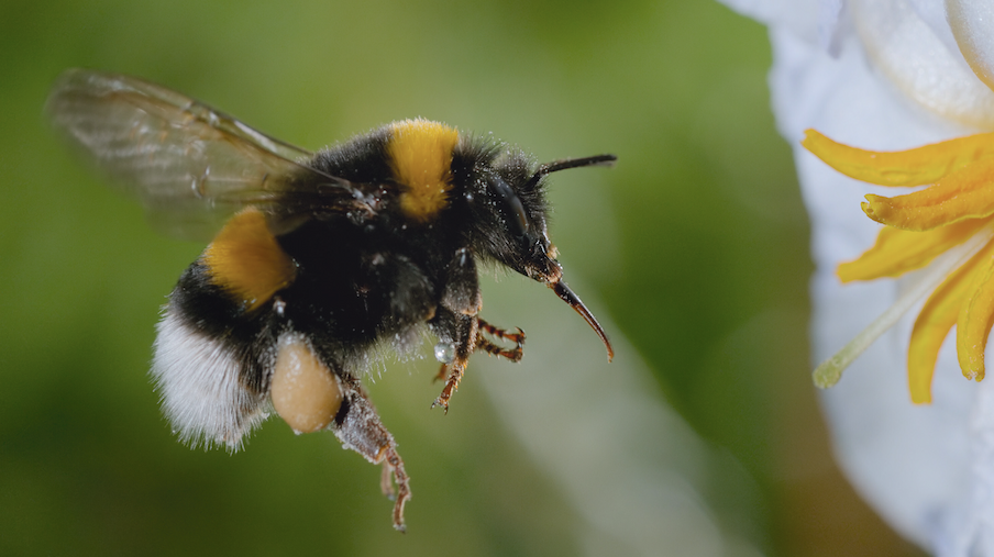 A yellow and black bumble bee, with a white butt, crosses its front legs in flight