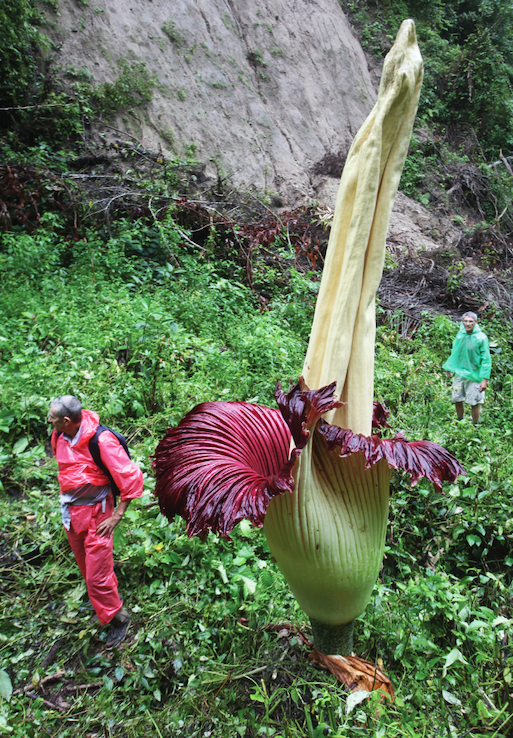 The Titan Arum flower standing tall in a jungle setting, and a person standing next to it, appearing much smaller.