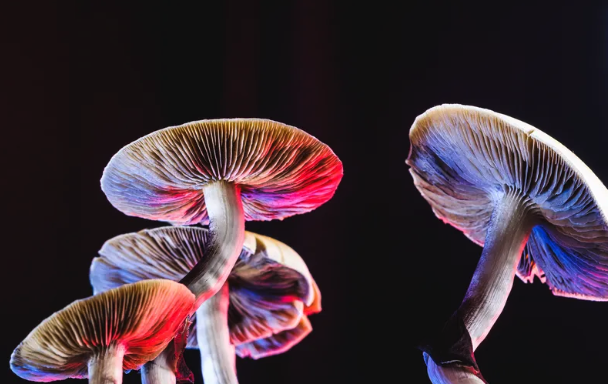 Four magic mushroom caps lit from below by purple and pink light