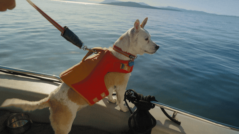 A GIF showing a dog with an orange life vest with her front paws on the edge of a boat watching a whale surface and blow.