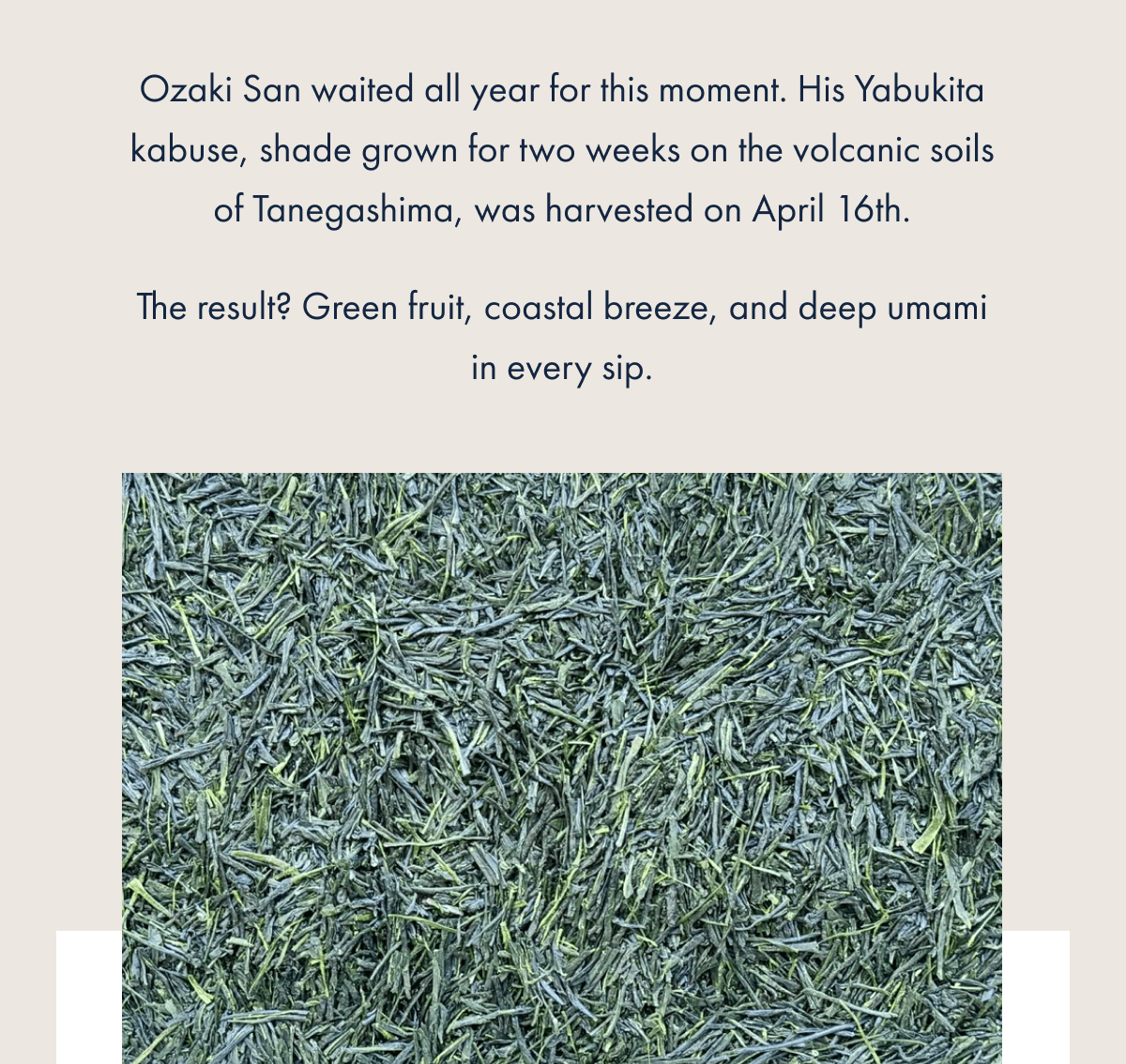 Ozaki San waited all year for this moment. His Yabukita kabuse, shade grown for two weeks on the volcanic soils of Tanegashima, was harvested on April 16th. The result? Green fruit, coastal breeze, and deep umami in every sip.