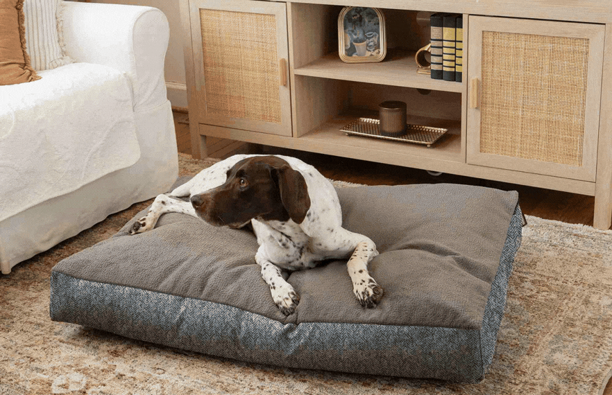 A dog lying on a comfy dog bed