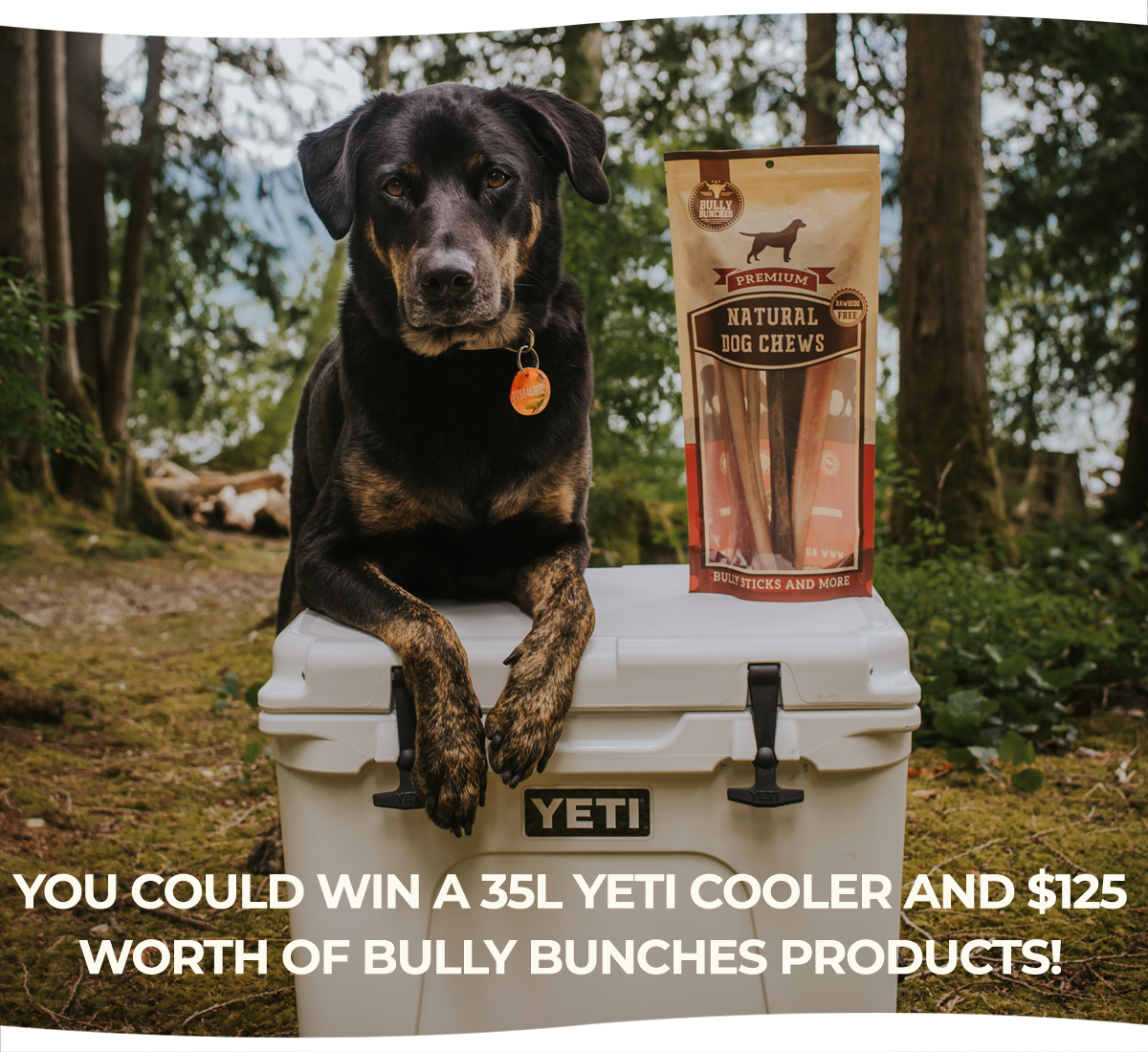 September is Responsible Dog Ownership Month 🐶 Bully Bunches