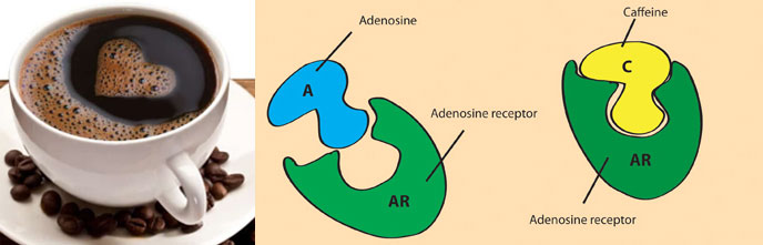 Coffee beans and capsules representing energy choices