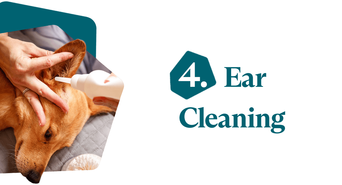 Tailoring Your Grooming Routine Fluent Pet