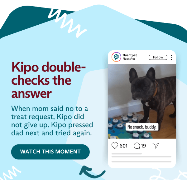 Kipo