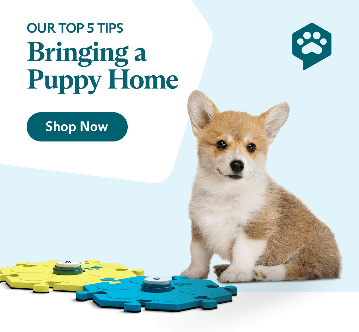 [5 Tips] Bringing a Puppy Home Fluent Pet