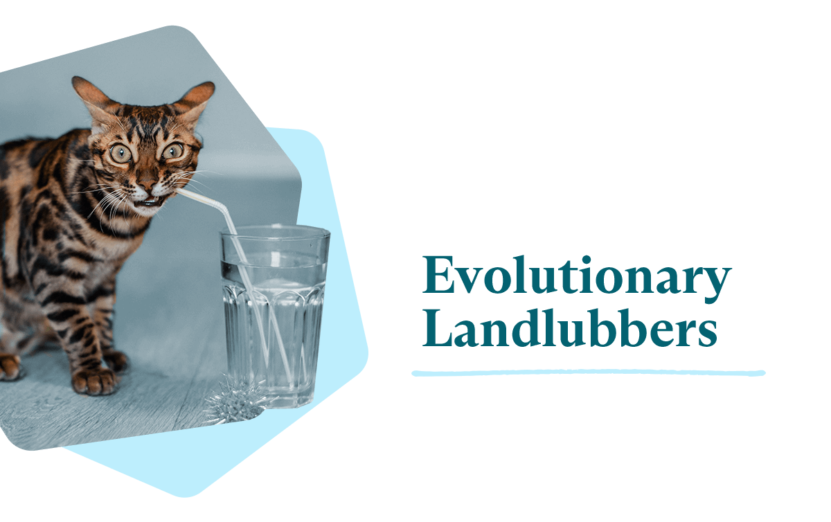 6 Reasons Cats Hate Water Fluent Pet