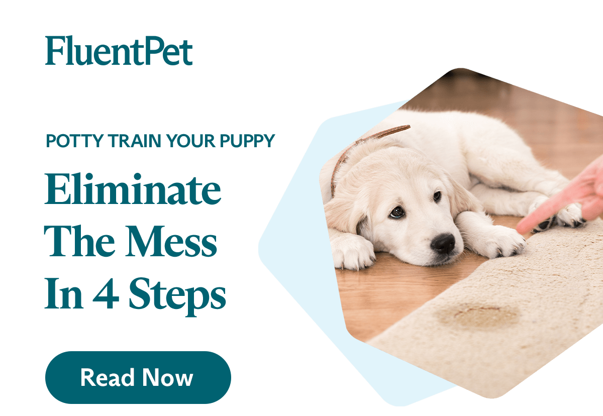 Eliminate the Mess Potty Train Your Puppy in 4 Steps Fluent Pet
