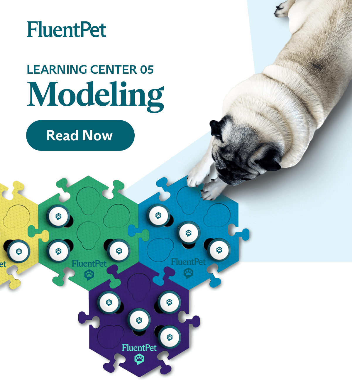 Modeling Made Easy Tips and Tricks! Fluent Pet