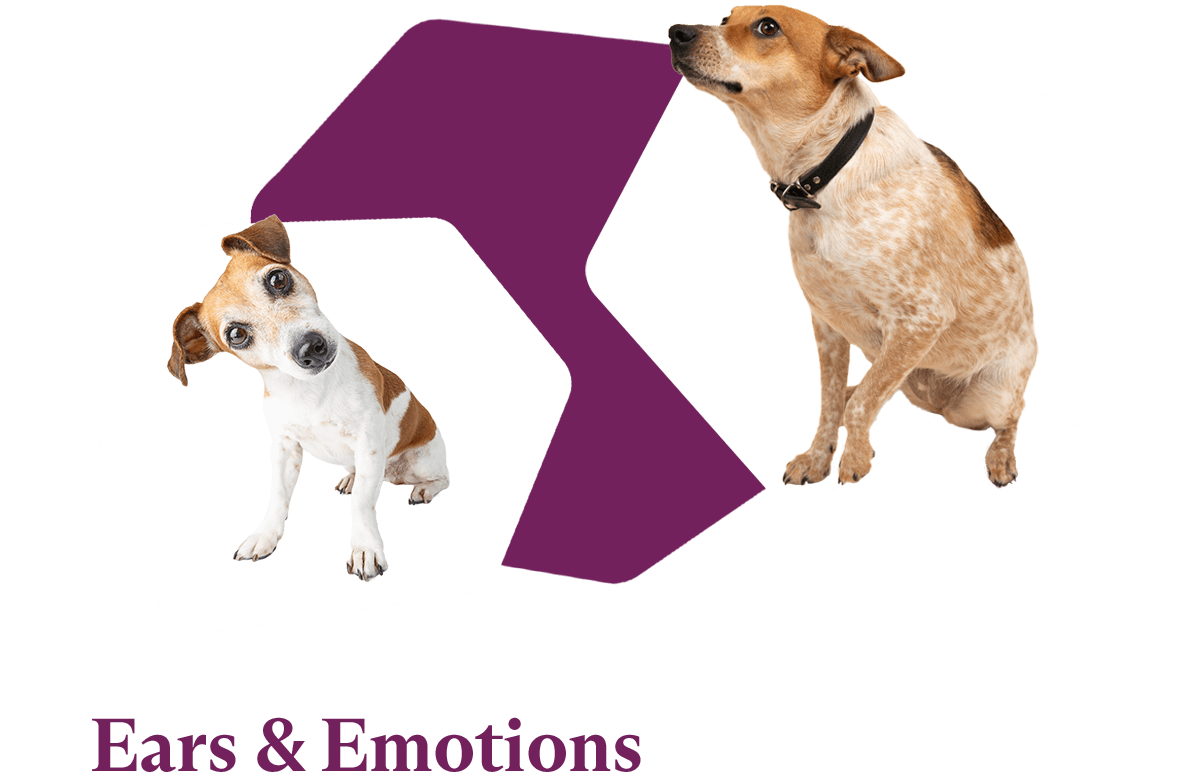 What Is Your Dog Really Thinking? Fluent Pet