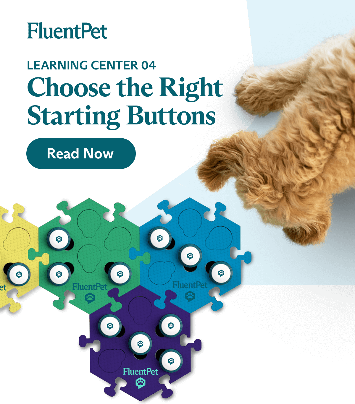 The First Step Fluent Pet