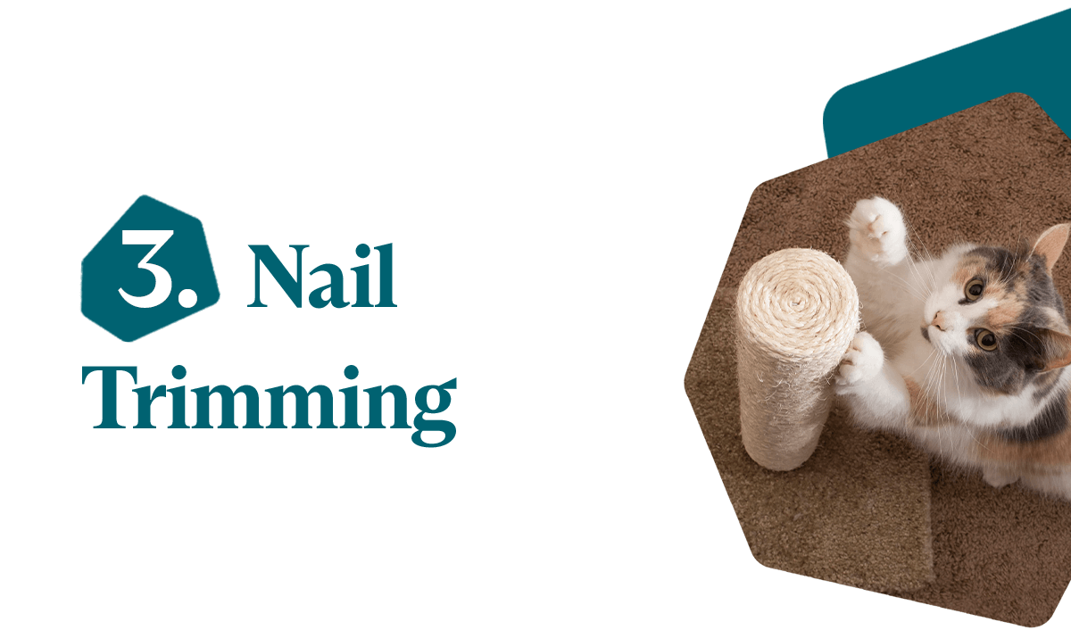 Tailoring Your Grooming Routine Fluent Pet