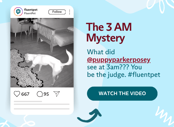The 3 AM Mystery&nbsp;