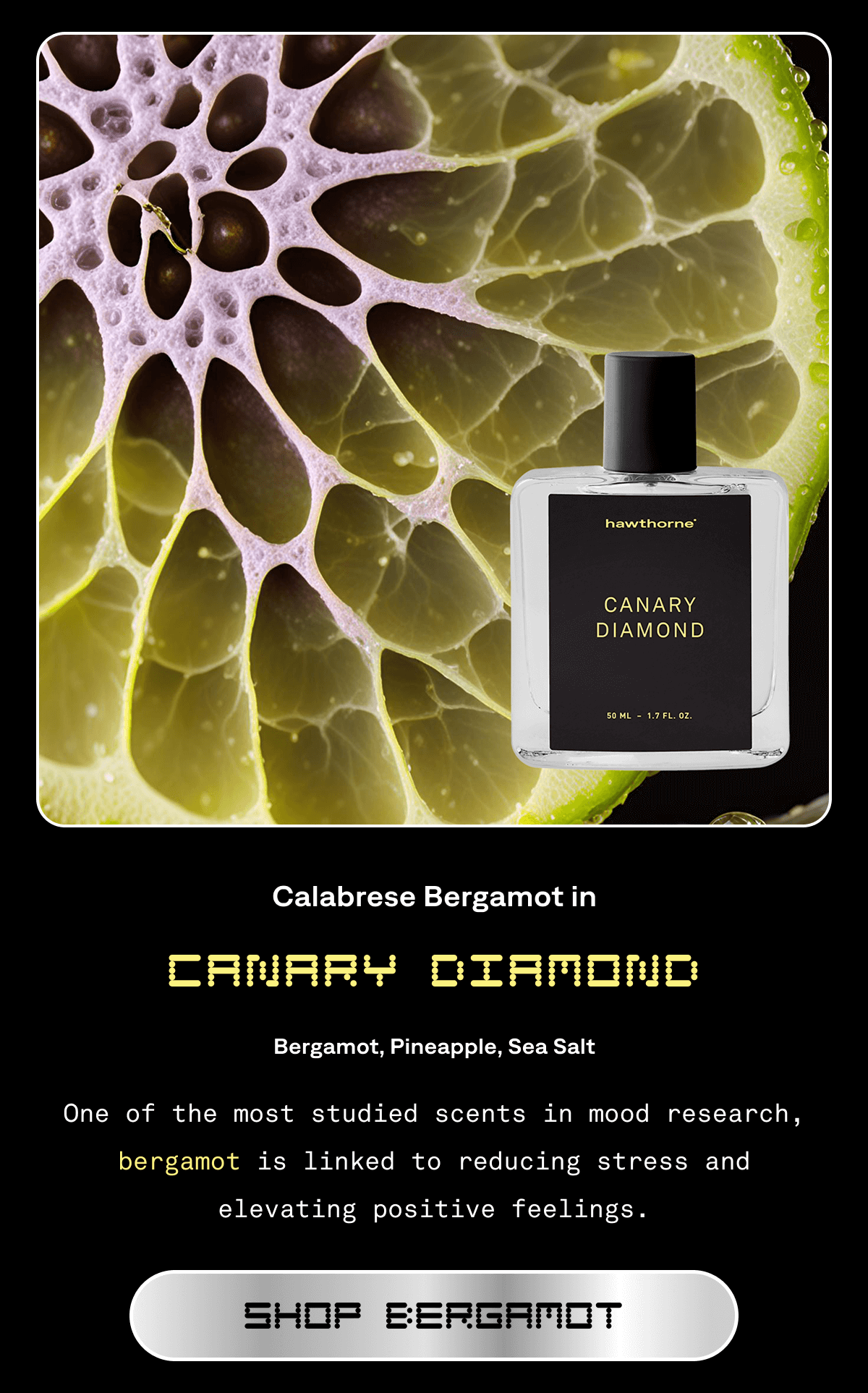 Calabrese Bergamot in CANARY DIAMOND | Bergamot, Pineapple, Sea Salt | One of the most studied scents in mood research, bergamot is linked to reducing stress and elevating positive feelings. | Shop Bergamot