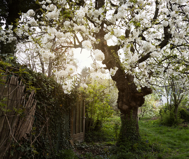 Cherry Folklore Story