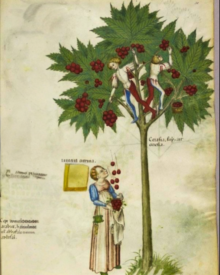 Old world cherry drawing