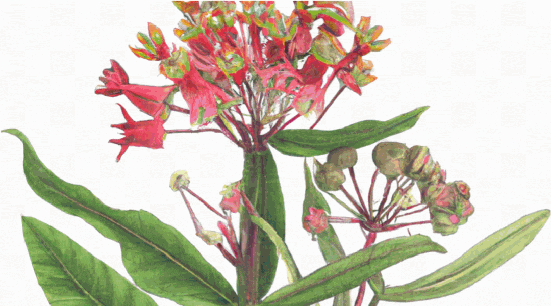 Getting Your Milkweed (and other seeds) to Germinate in the Summer