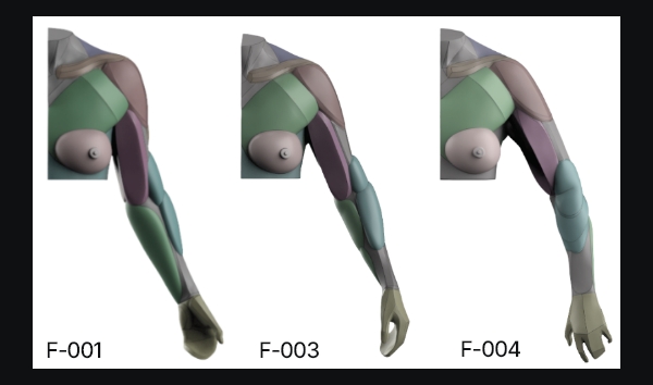 Female Arm Anatomy