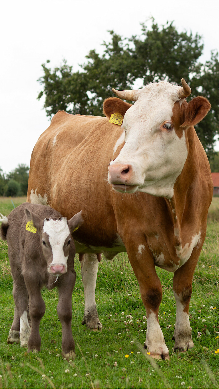 Biologisch groenten en fruit, zuivel, rundvlees, varkensvlees en kip foto 1