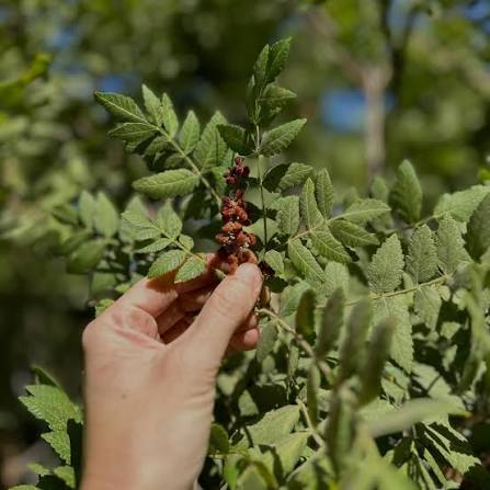 Sumac harvest in Palestine