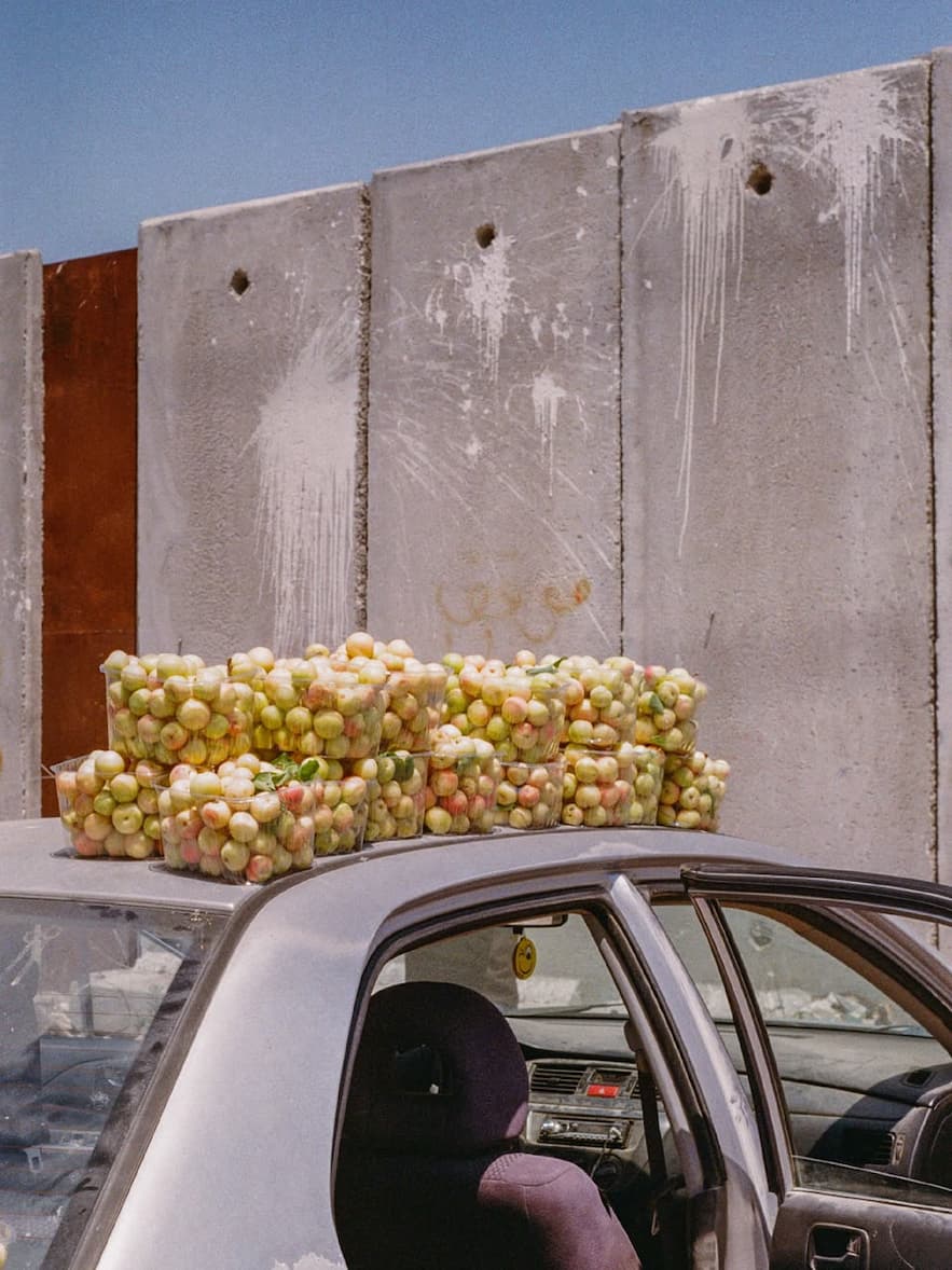 Apricots being transported in Palestine