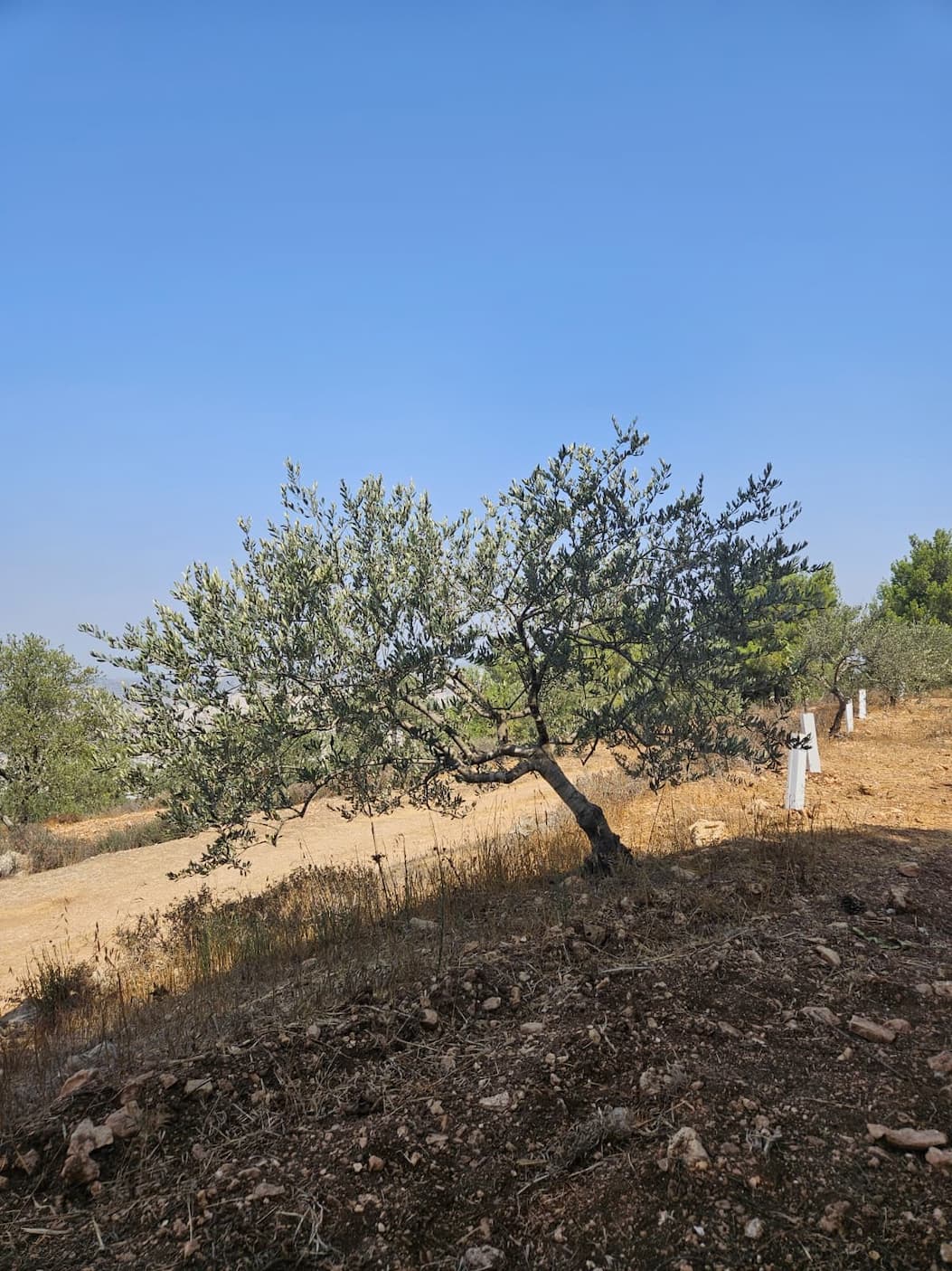 Palestinian olive trees