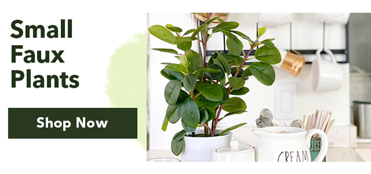 shop small plants