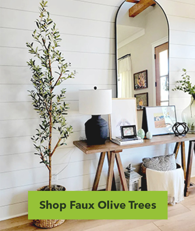 Shop Olive Trees