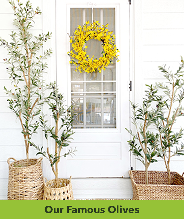 Shop Olive Trees