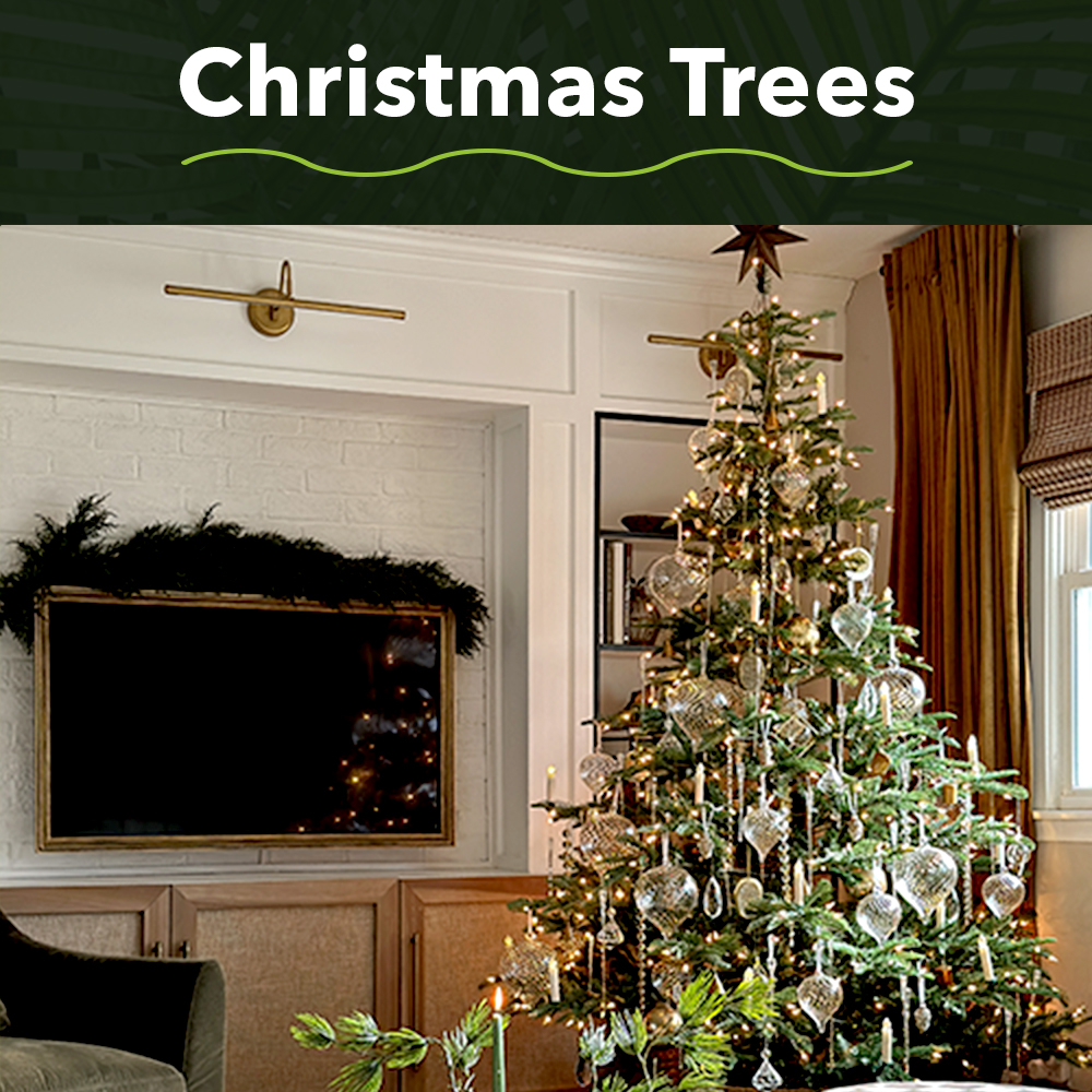 Shop Christmas Trees