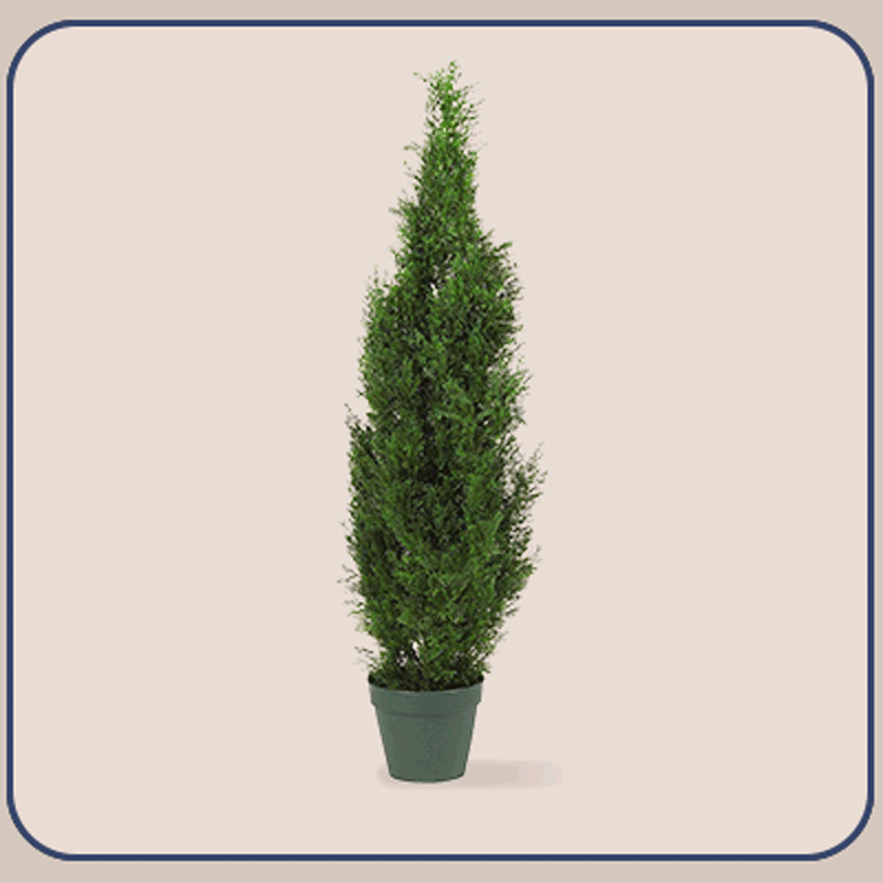 shop cedar trees