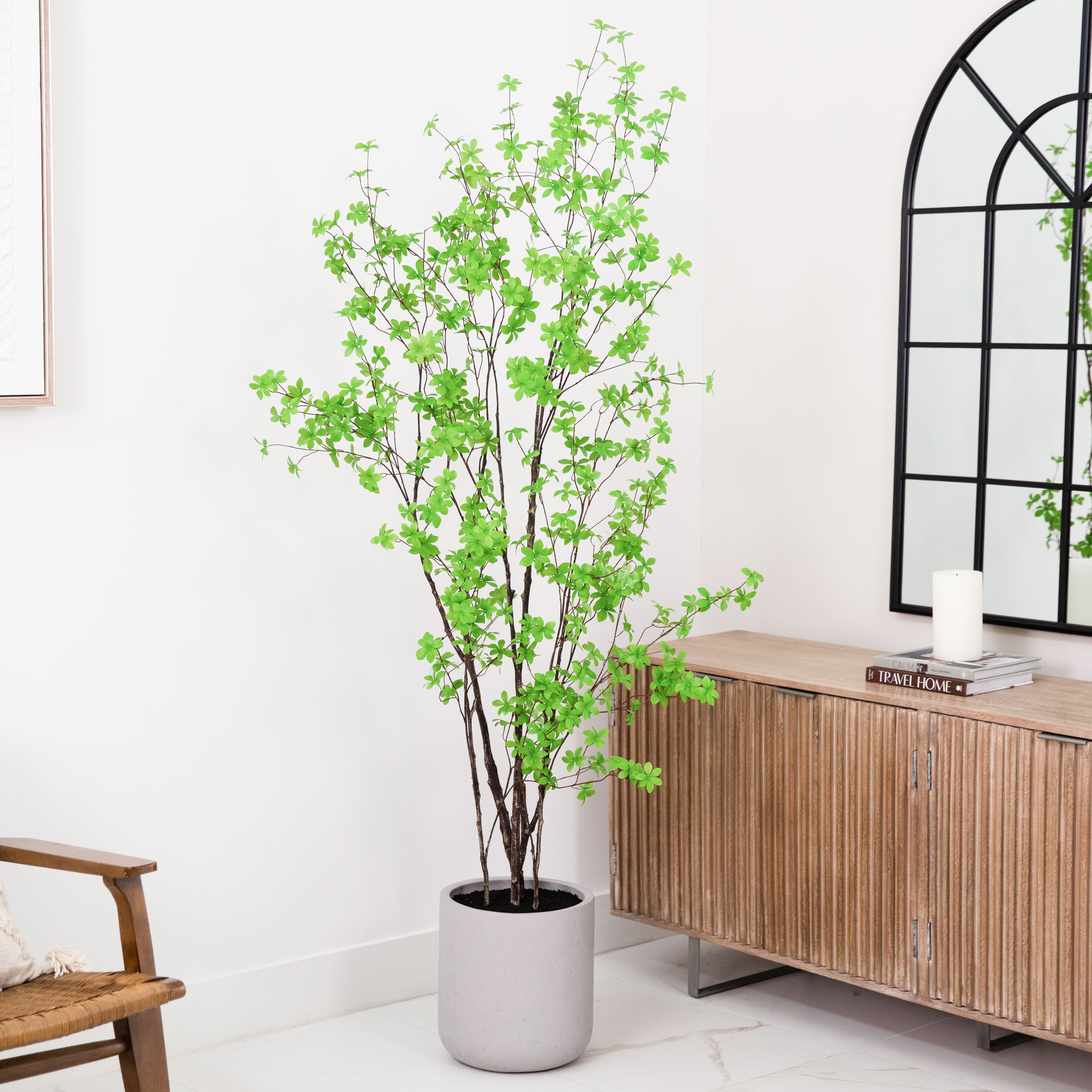 shop statement trees