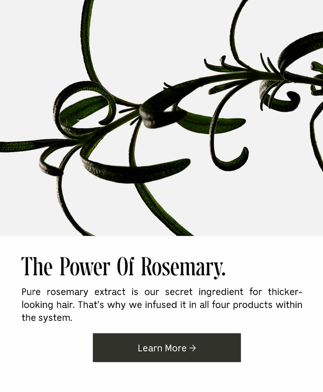 The Power Of Rosemary. Pure rosemary extract is our secret ingredient for thicker-looking hair. That's why we infused it in all four products within the system. Learn More