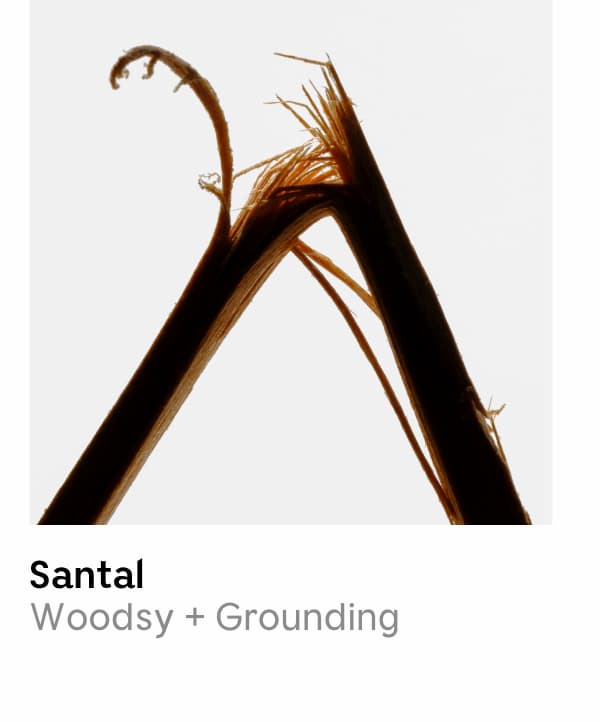 Santal | Woodsy + Grounding