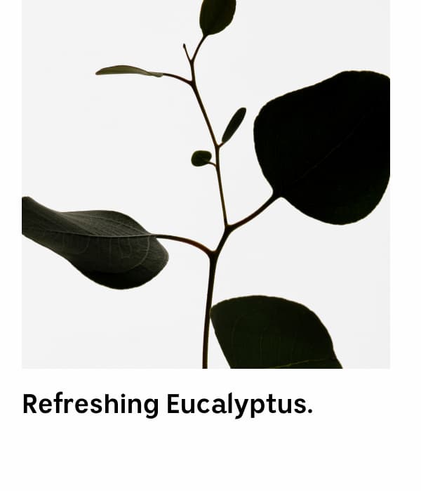 Refreshing Eucalyptus