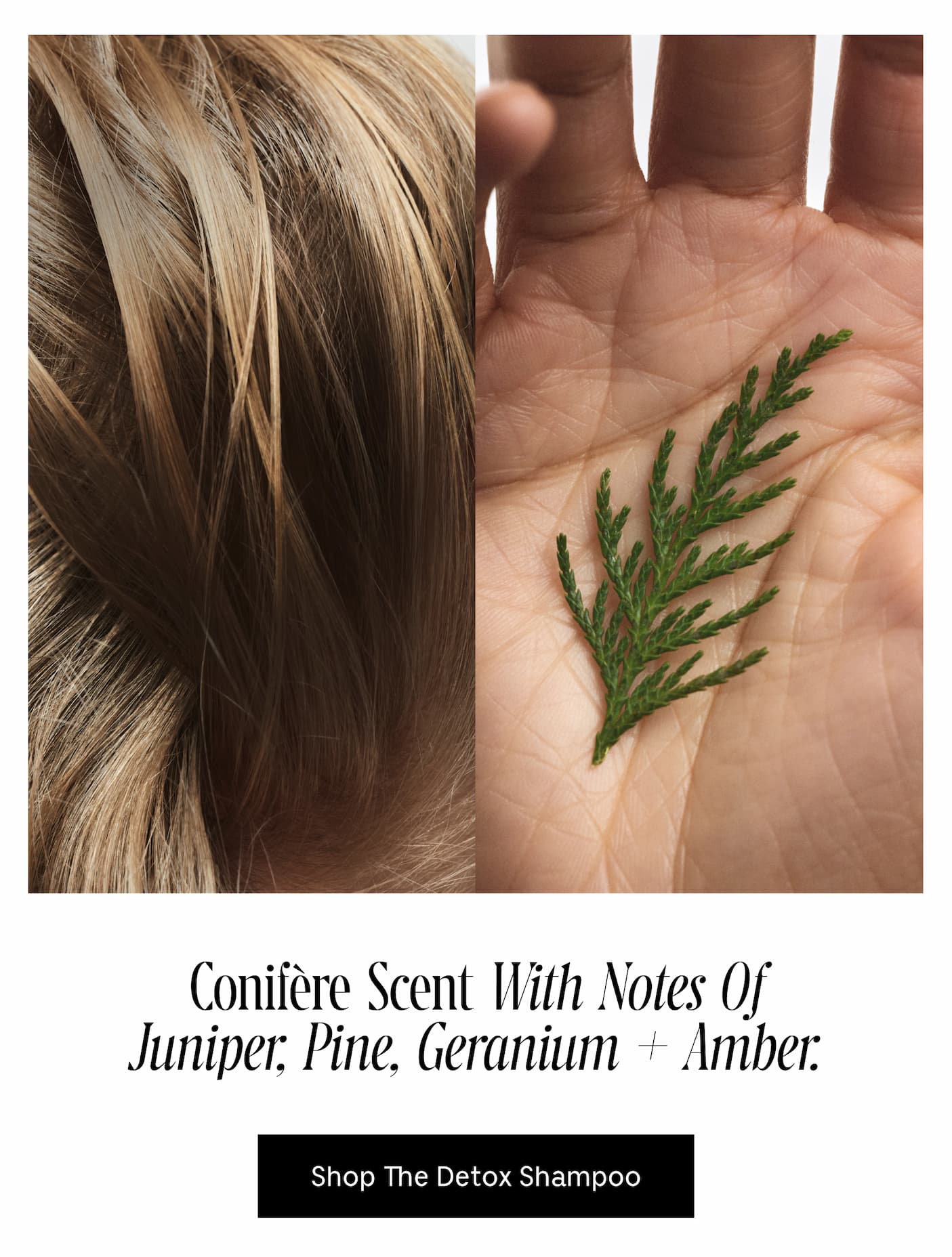 Conifère Scent With Notes Of Junifer, Pine, Geranium + Amber. Shop The Detox Shampoo