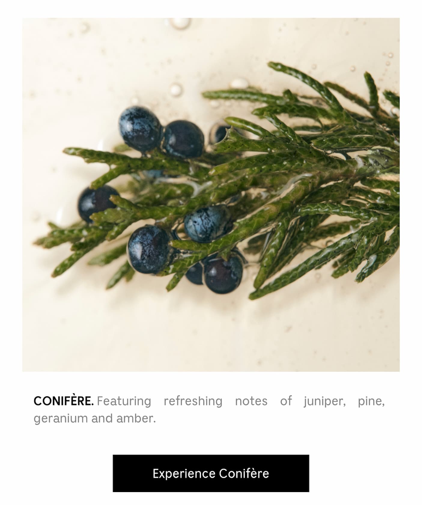 CONIFERE. Featuring refreshing notes of juniper, pine, geranium and amber. | Experience Conifere
