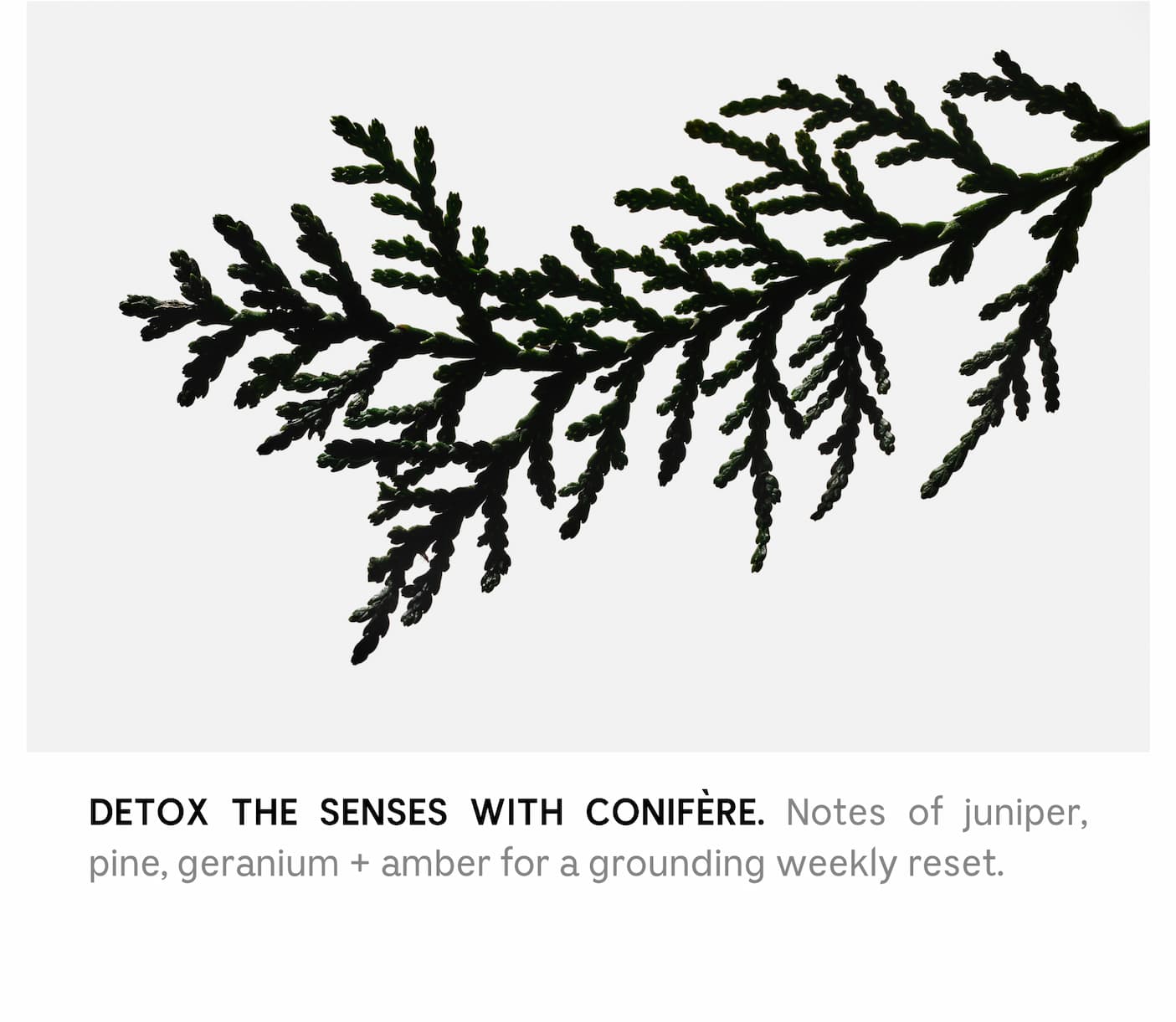 DETOX THE SENSES WITH CONIFERE. Notes of juniper, pine, geranium + amber for a grounding weekly reset.