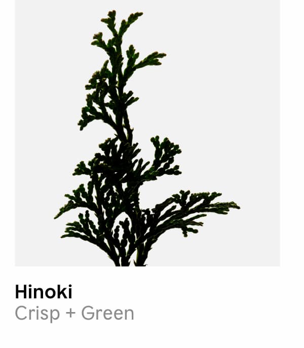 Hinoki | Crisp + Green