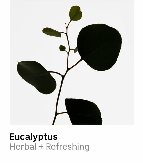 Eucalyptus | Herbal + Refreshing