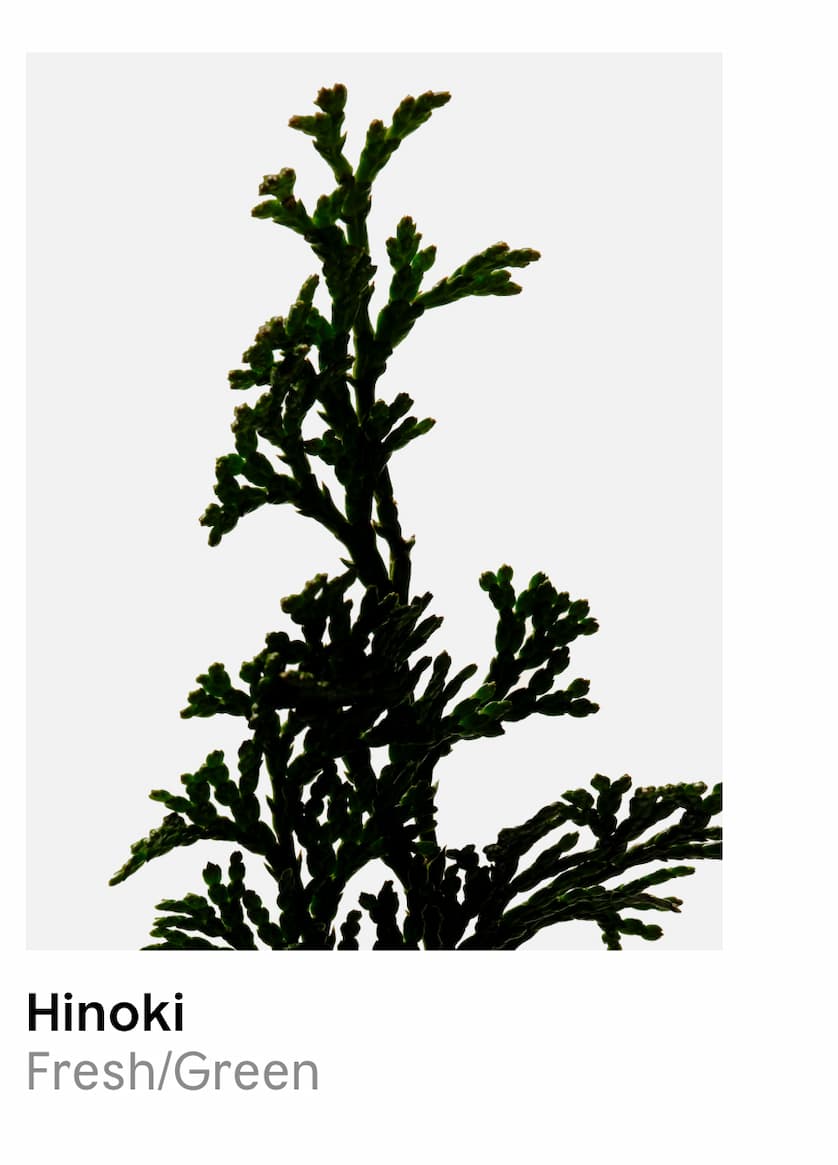 Hinoki | Fresh/Green