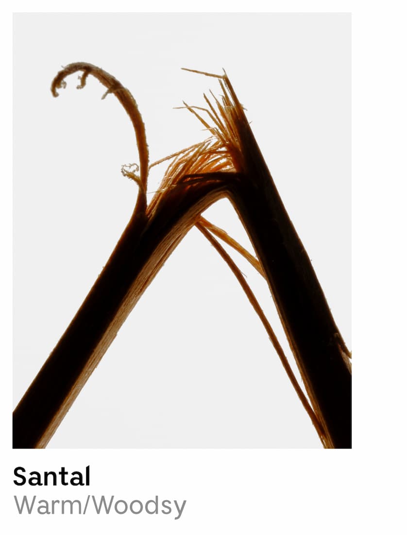 Santal | Warm/Woodsy