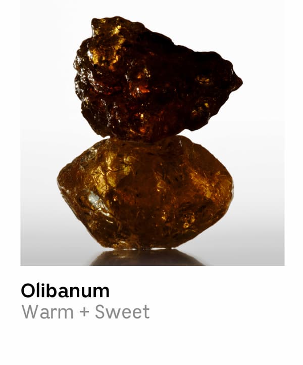 Olibanum | Warm + Sweet