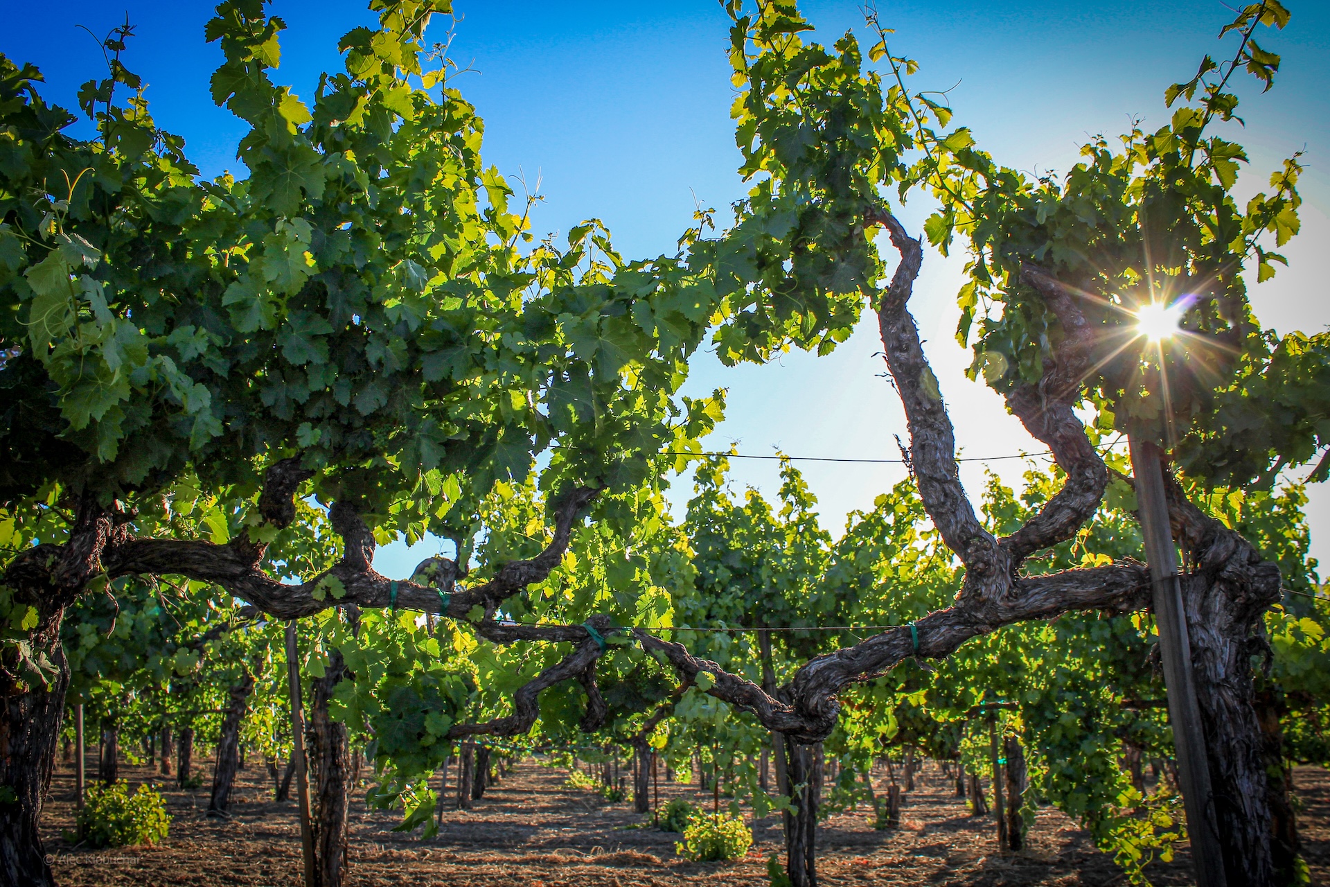 2024 Ghost Block MorgaenLee Sauvignon Blanc | Ghost Block Estate Wines