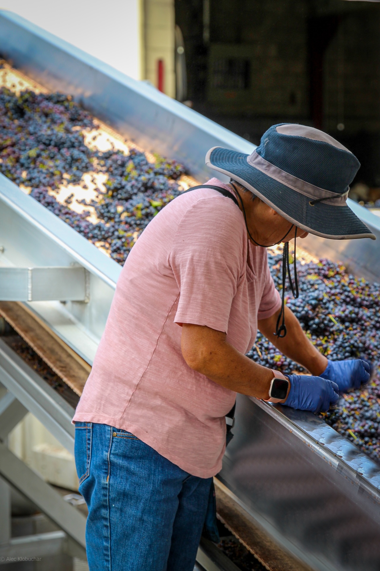 2022 Oakville Winery Zinfandel | Ghost Block Estate Wines