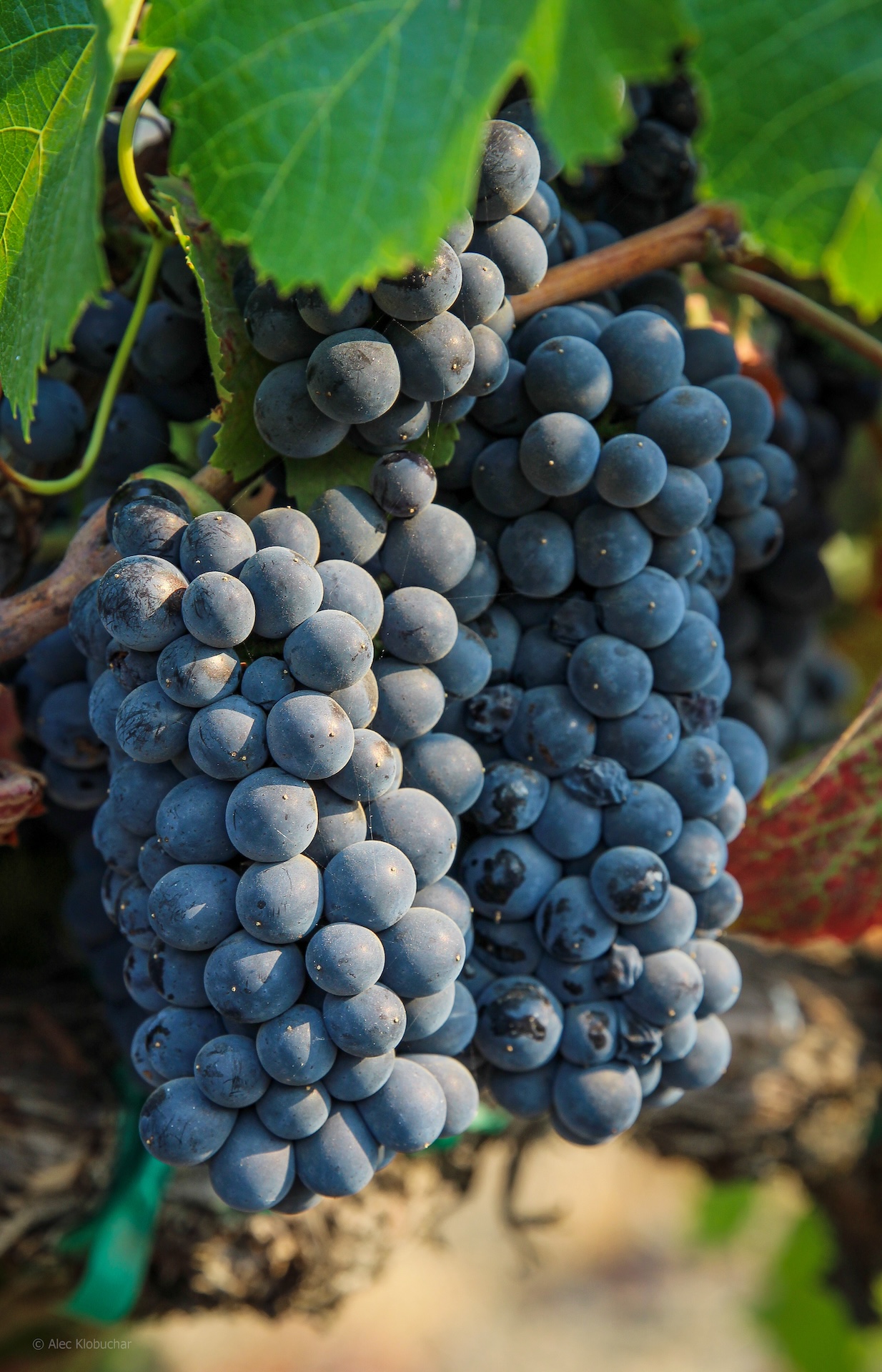 2023 Elizabeth Rose Pinot Noir | Ghost Block Estate Wines
