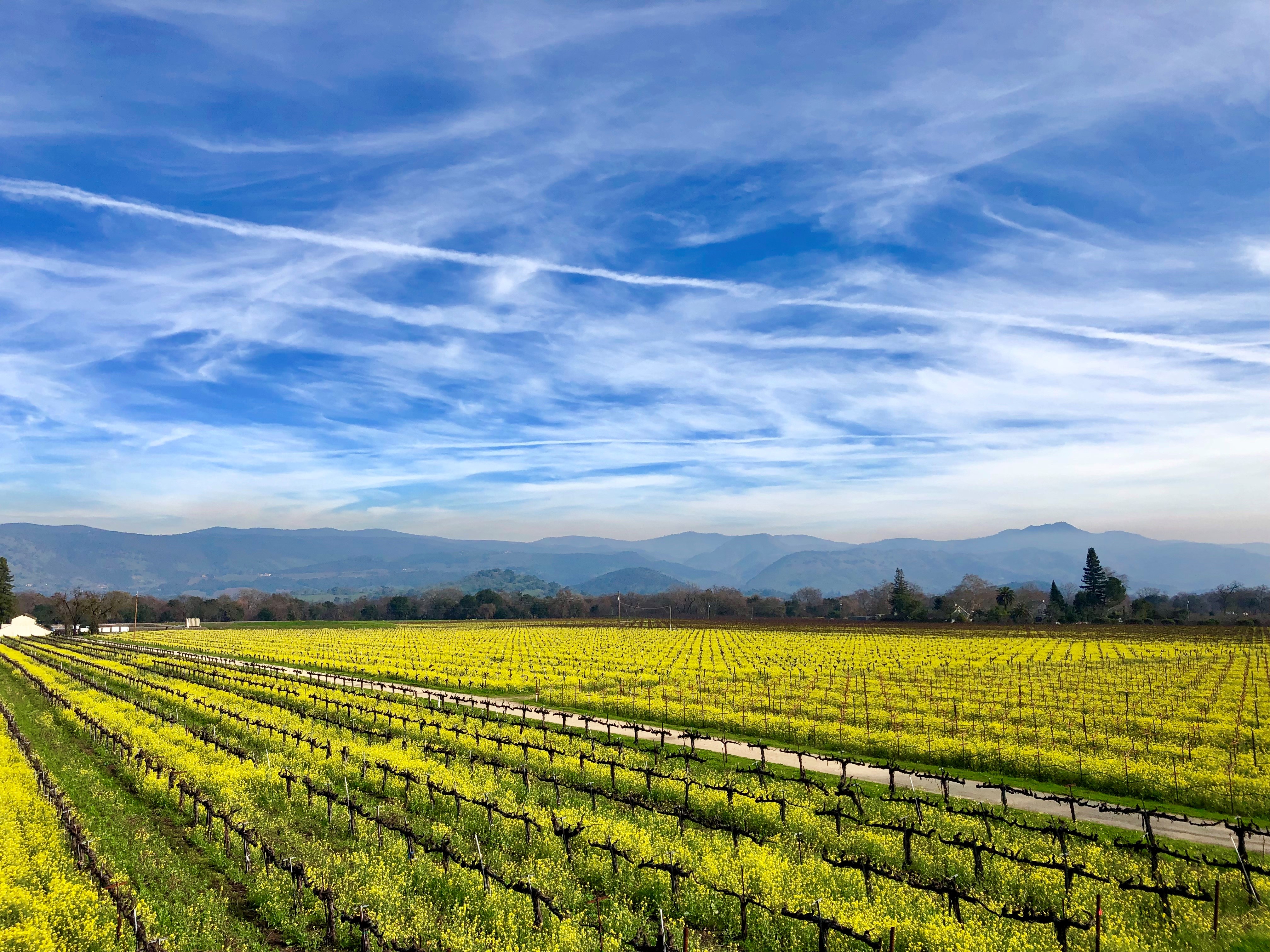 2022 Oakville Winery Zinfandel | Ghost Block Estate Wines