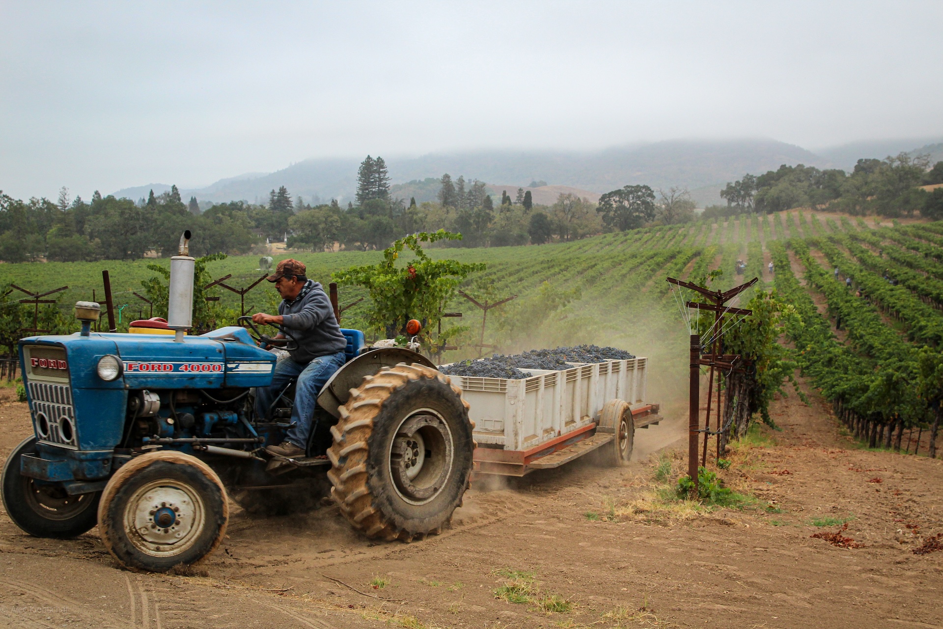 2021 Ghost Block Vineyard Cabernet Sauvignon | Ghost Block Estate